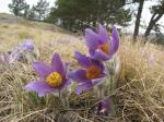 Koniklec velkokvětý (Pulsatilla grandis)