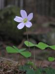 Wood sorrel, Common wood sorrel (Oxalis acetosella)