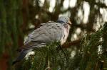 Wood Pigeon (Columba palumbus)