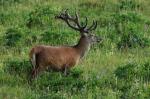 Red Deer (Cervus elaphus)