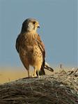Kestrel (Falco tinunculus)