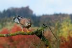 Poštolka obecná (Falco tinunculus)
