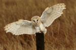 Sova pálená (Tyto alba)