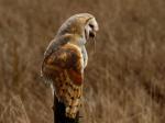 Barn Owl (Tyto alba)