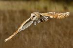 Barn Owl (Tyto alba)