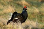 Black Grouse (Tetrao tetrix)