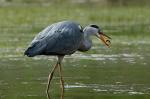 Grey Heron (Ardea cinerea)