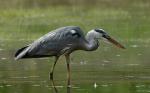 Grey Heron (Ardea cinerea)