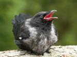 Vrána obecná šedá (Corvus corone cornix)