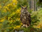 Eagle Owl (Bubo bubo)