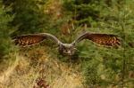 Eagle Owl (Bubo bubo)