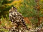 Eagle Owl (Bubo bubo)