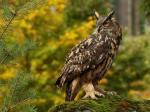 Eagle Owl (Bubo bubo)