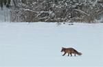  fox  ( Vulpes Vulpes)