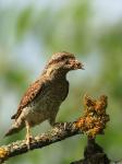 Eurasian wryneck (Jynx torquilla)