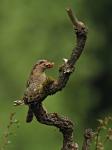 Eurasian wryneck (Jynx torquilla)