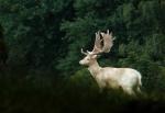 Fallow Deer (Dama dama)