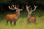 Red Deer (Cervus elaphus)