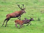 Jelen lesní (Cervus elaphus)