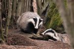 Badger (Meles meles)