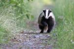 Badger (Meles meles)