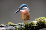 Kingfisher (Alcedo atthis)