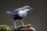 Dipper (Cinclus cinclus)