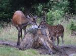 Red Deer (Cervus elaphus)