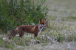  Liška obecná ( Vulpes Vulpes)