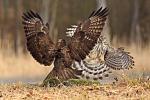 Common Buzzard (Buteo buteo)