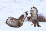 Káně lesní (Buteo buteo)