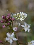 Bělásek řeřichový (Anthocharis cardamines)