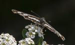 Orange Tip (Anthocharis cardamines)