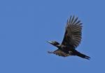 Black Woodpecker (Dryocopus martius)