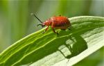 Scarlet lily beetle (Lilioceris lilii)