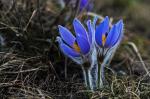 Koniklec velkokvětý (Pulsatilla grandis)