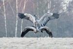  Common Crane  ( Grus grus)