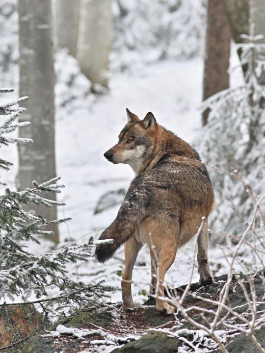 Vlk obecný (Canis lupus)