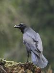 Krkavec velký (Corvus corax)