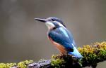 Kingfisher (Alcedo atthis)