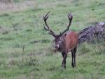 Jelen lesní (Cervus elaphus)