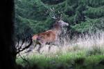 Red Deer (Cervus elaphus)