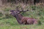 Red Deer (Cervus elaphus)