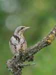 Eurasian wryneck (Jynx torquilla)