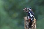 Great Spotted Woodpecker (Dendrocopos major)