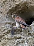Poštolka obecná (Falco tinunculus)