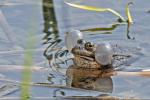 Common Grass Frog (Rana temporaria)
