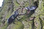 Stag beetle (Cervus beetle)