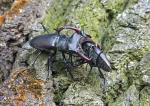 Stag beetle (Cervus beetle)