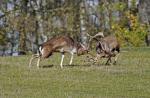 Fallow Deer (Dama dama)